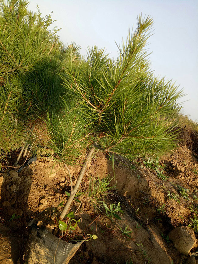 什么时候种植白皮松?白皮松适合北方种植吗? 什么时候种植白皮松?白皮松适合北方种植吗?