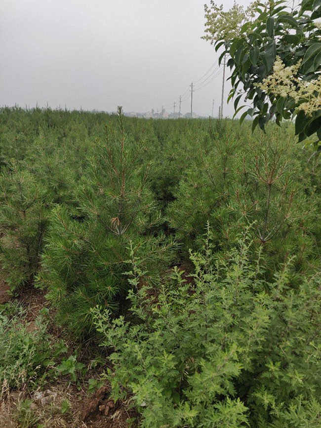 什么时候种植白皮松?白皮松适合北方种植吗? 什么时候种植白皮松?白皮松适合北方种植吗?