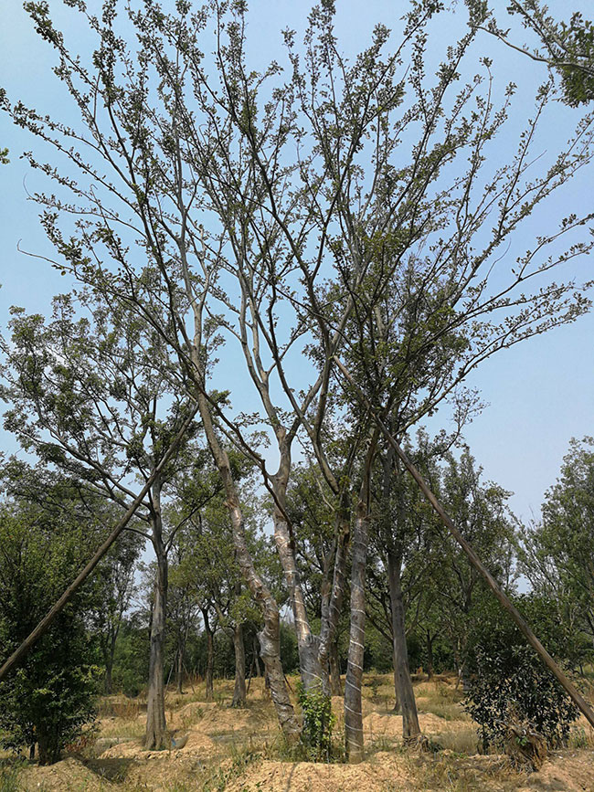 什么时候种植白皮松?白皮松适合北方种植吗?