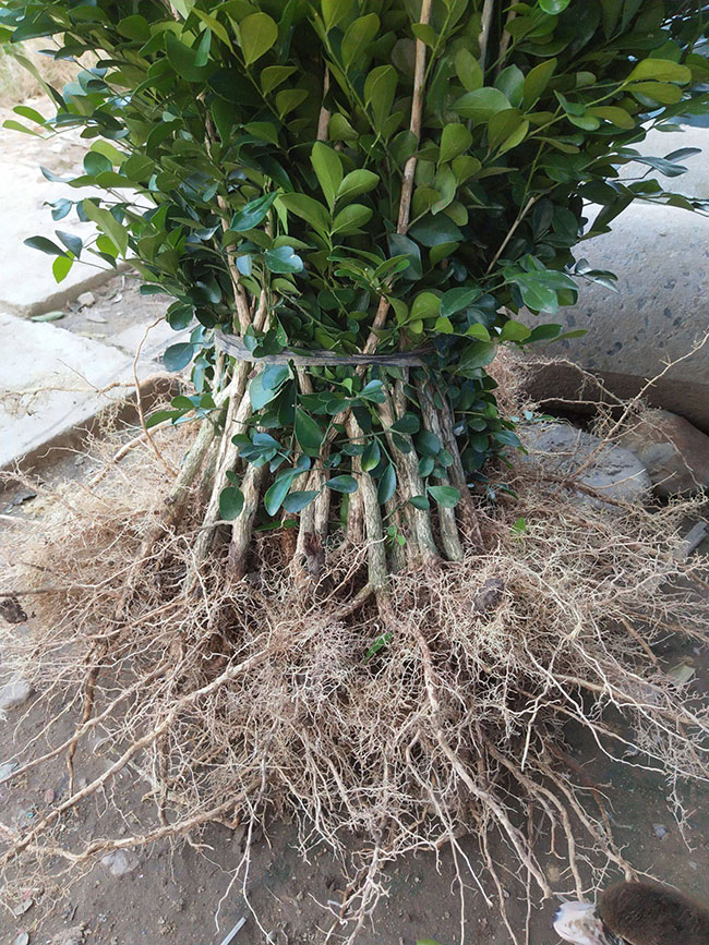 九里香适合哪些地方种植?九里香的养殖方法和注意事项 九里香适合哪些地方种植?九里香的养殖方法和注意事项