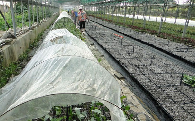 美国红枫有几种育苗方法?美国红枫的育苗方法 美国红枫有几种育苗方法?美国红枫的育苗方法