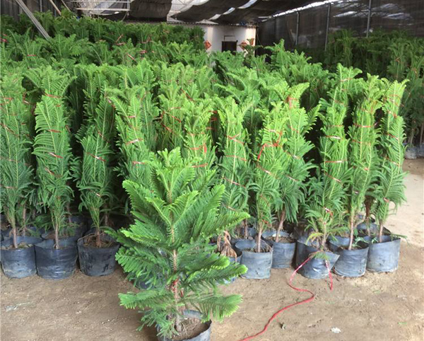 异叶南洋杉有毒吗?异叶南洋杉特征及园林用途 异叶南洋杉有毒吗?异叶南洋杉特征及园林用途