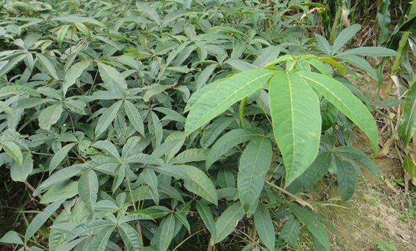 七叶树果实几月份成熟?七叶树种子种植方法 七叶树果实几月份成熟?七叶树种子种植方法
