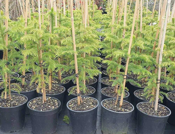 七叶树果实几月份成熟？七叶树种子种植方法