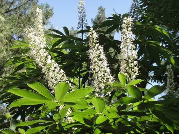 七叶树果实怎么种植?七叶树的果实种植时间 七叶树果实怎么种植?七叶树的果实种植时间
