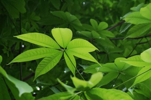 红花七叶树耐寒吗？红花七叶树药用价值