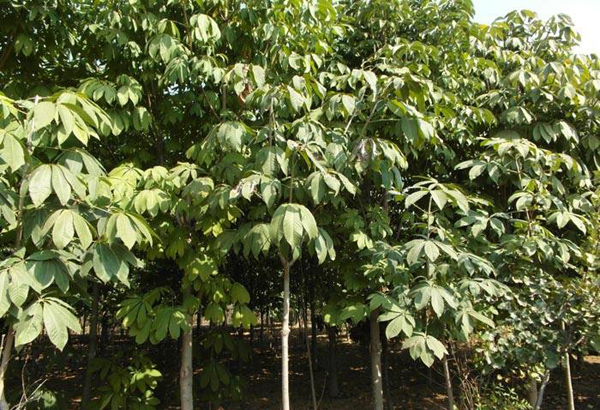 七叶树是什么植物？七叶树象征着什么？