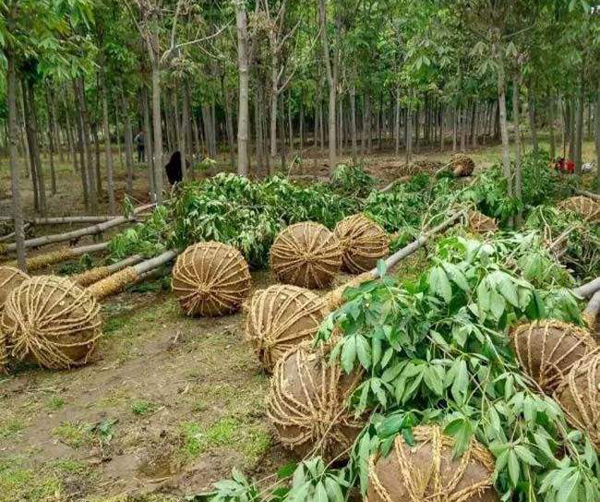 七叶树是什么植物？七叶树象征着什么？