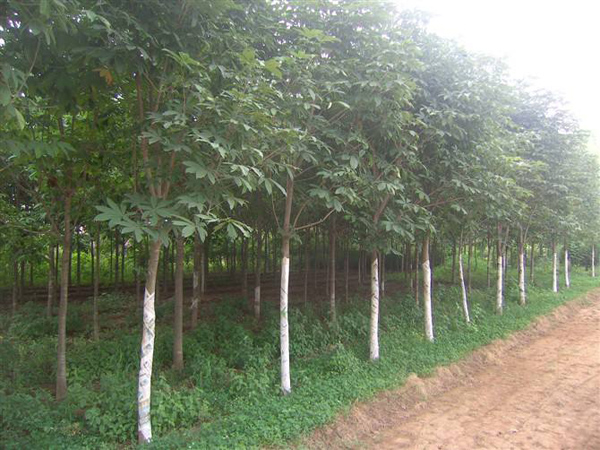 七叶树是什么植物？七叶树象征着什么？