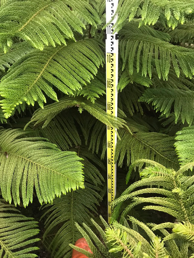 南洋杉种子如何催芽?南洋杉种子种植方法