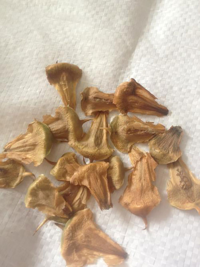 南洋杉种子如何处理?南洋杉的种植技术及管理方法 南洋杉种子如何处理?南洋杉的种植技术及管理方法