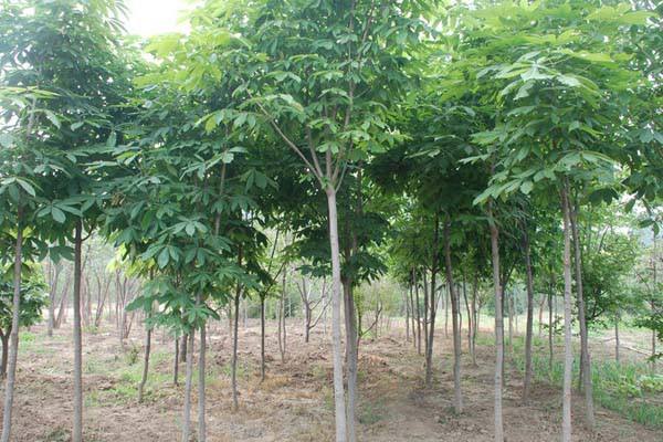 南洋杉有没有花?南洋杉花期是什么时间?