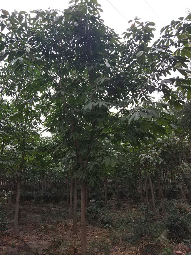 长柄七叶树果实能吃吗?长柄七叶树经济价值及药用价值
