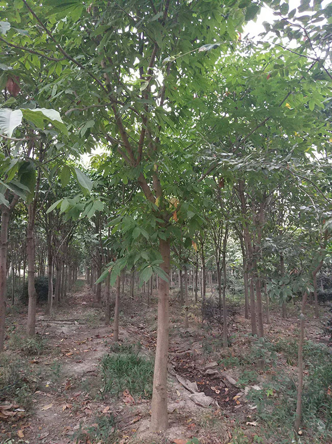 长柄七叶树果实能吃吗?长柄七叶树经济价值及药用价值