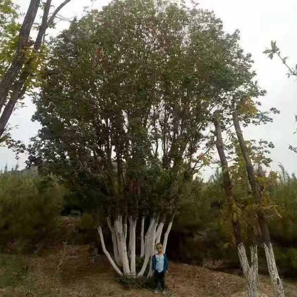 丛生五角枫
