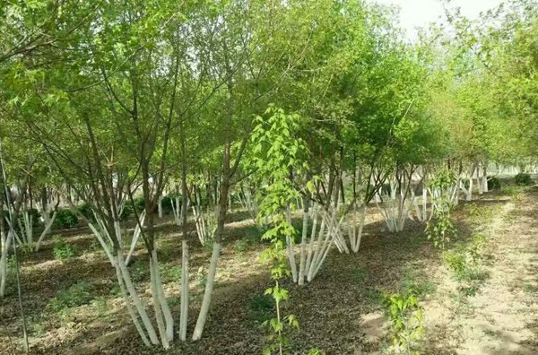 丛生五角枫前景如何?丛生树拼栽方法 丛生五角枫前景如何?丛生树拼栽方法