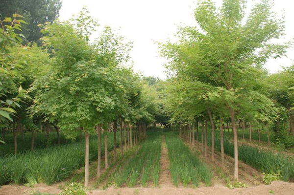 五角枫什么季节种植好？如何种植五角枫？