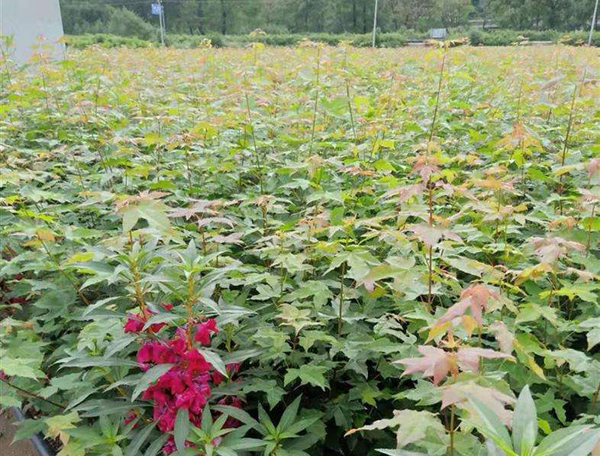 丛生五角枫怎么种植?五角枫种植栽培技术 丛生五角枫怎么种植?五角枫种植栽培技术