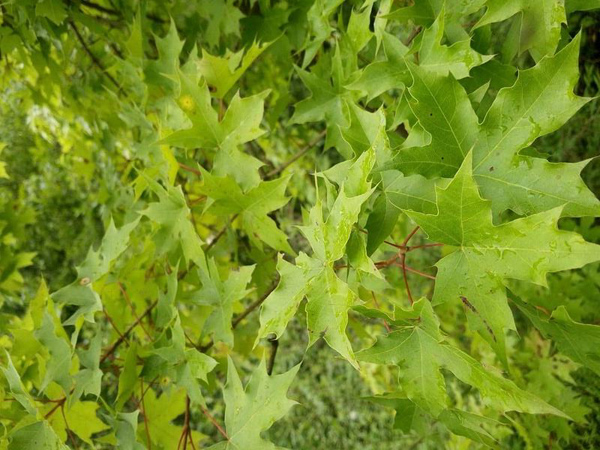 五角枫亩种植多少棵？种植五角枫赚钱吗?