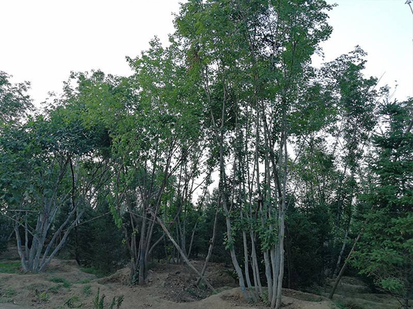 五角枫亩种植多少棵？种植五角枫赚钱吗?