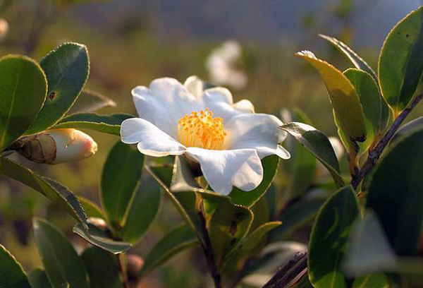 油茶花