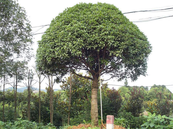 桂花树