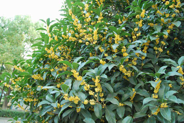 桂花树什么时候种植最好？桂花树栽培技术