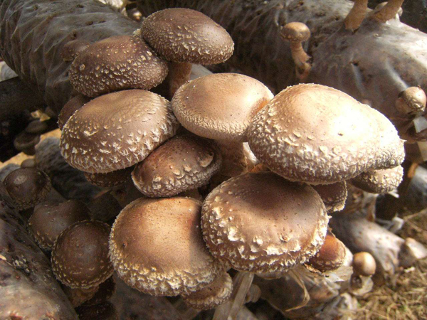 香菇怎么种植?香菇栽培技术 香菇怎么种植?香菇栽培技术