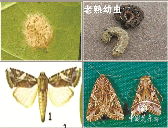 冷季型草坪如何安全越夏? 冷季型草坪如何安全越夏?