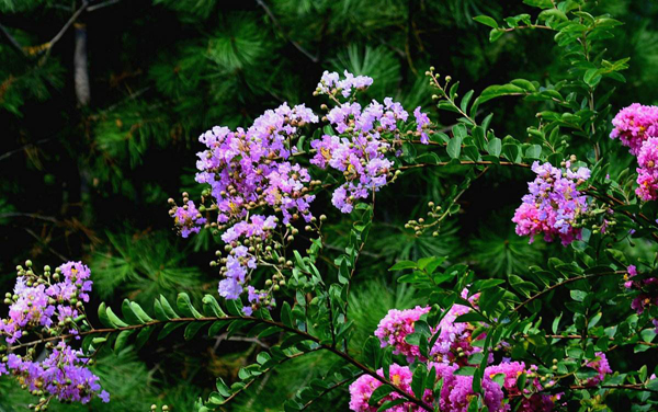 这5种花夏天太能开，一不小心就开爆