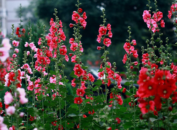 这5种花夏天太能开，一不小心就开爆