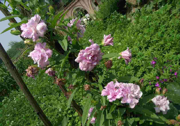 这5种花夏天太能开，一不小心就开爆