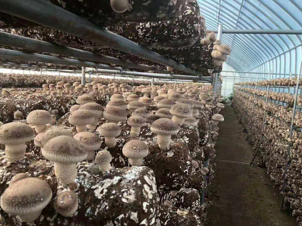 这5种花夏天太能开，一不小心就开爆