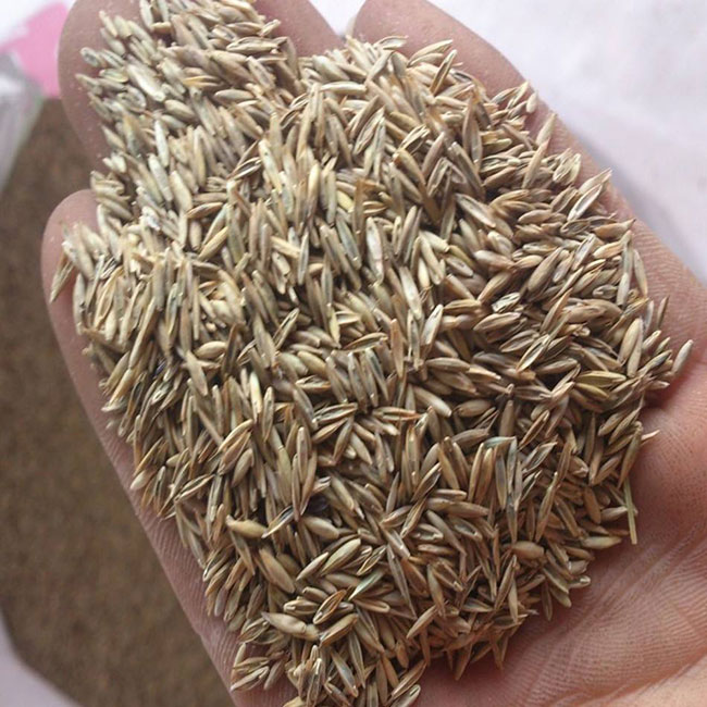 怎么选草坪种子?草坪种子有哪几种?