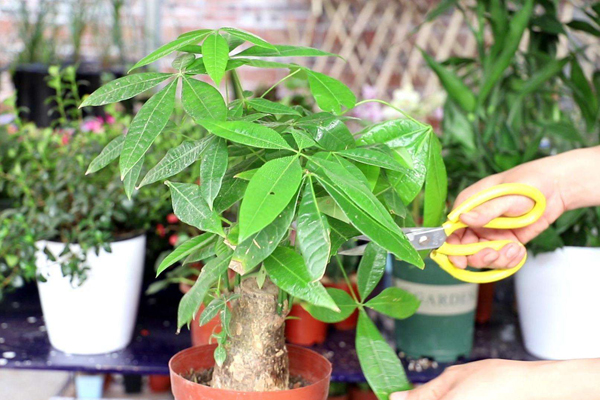 夏天这6盆花要干着养,管住手才能越长越旺! 夏天这6盆花要干着养,管住手才能越长越旺!