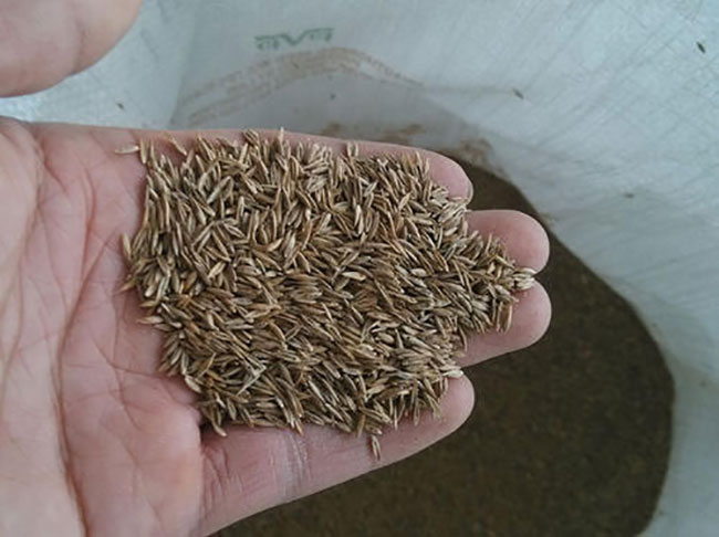 狗牙根和百慕大哪个好？狗牙根草与百慕大的区别