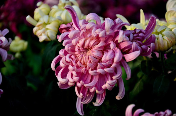菊花的品种有哪些?菊花常见品种大全 菊花的品种有哪些?菊花常见品种大全