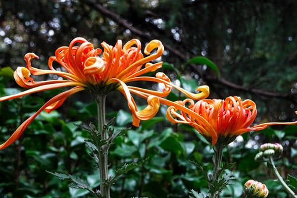 菊花的品种有哪些?菊花常见品种大全 菊花的品种有哪些?菊花常见品种大全