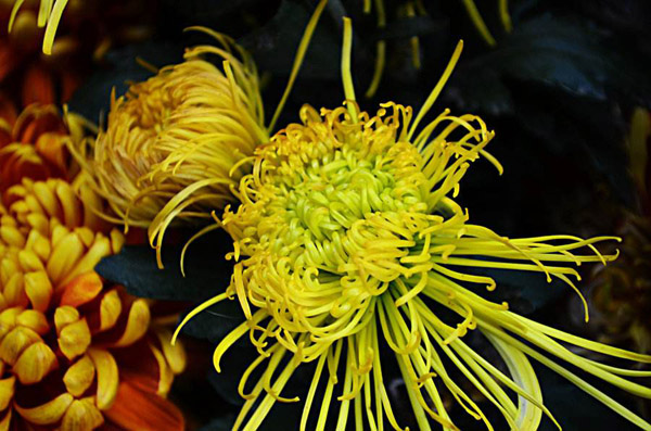 菊花的品种有哪些?菊花常见品种大全 菊花的品种有哪些?菊花常见品种大全