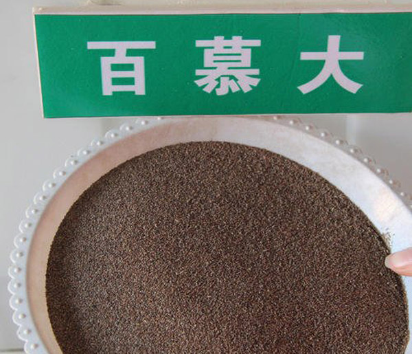 竹子有哪些品种？中国名贵竹子品种