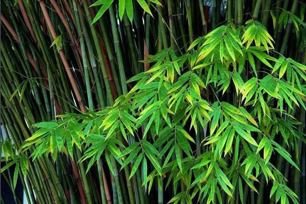 观赏竹有哪几种?适合室内养的观赏竹种类 观赏竹有哪几种?适合室内养的观赏竹种类