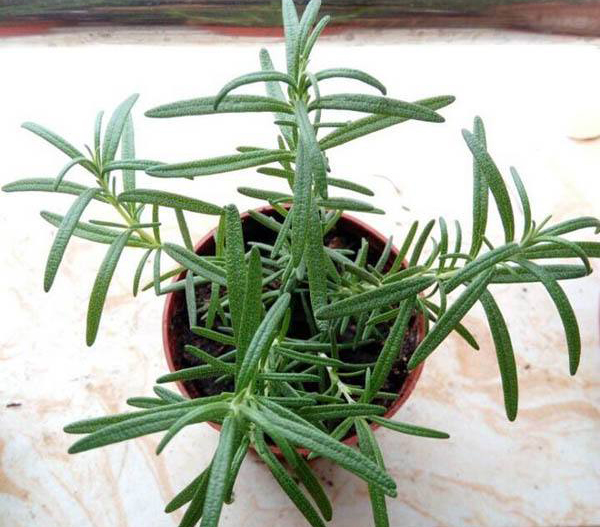 这4种植物有清爽的香味,夏天还能驱蚊虫 这4种植物有清爽的香味,夏天还能驱蚊虫