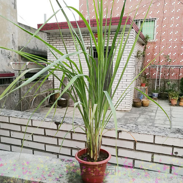 这4种植物有清爽的香味,夏天还能驱蚊虫 这4种植物有清爽的香味,夏天还能驱蚊虫