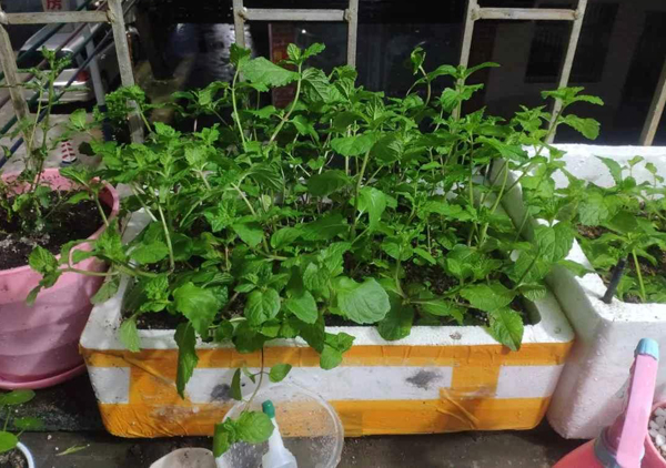 这4种植物有清爽的香味,夏天还能驱蚊虫 这4种植物有清爽的香味,夏天还能驱蚊虫