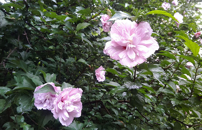 三分钟了解小木槿养护,阳台成花海 三分钟了解小木槿养护,阳台成花海