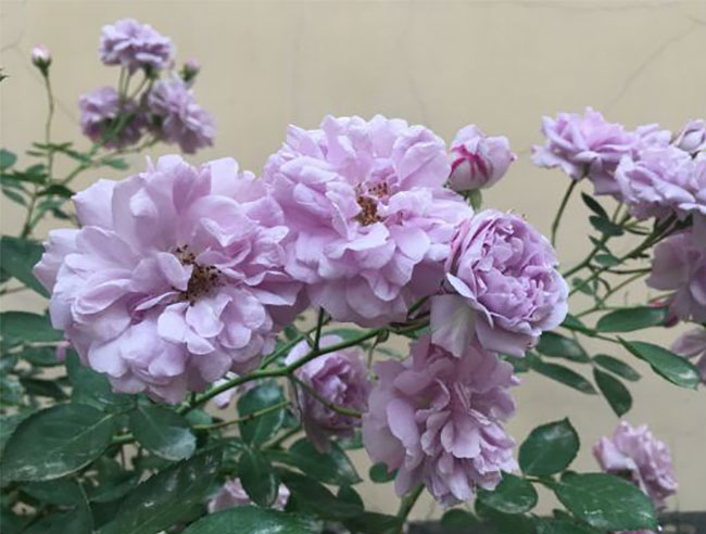 蓝色阴雨月季的养护方法