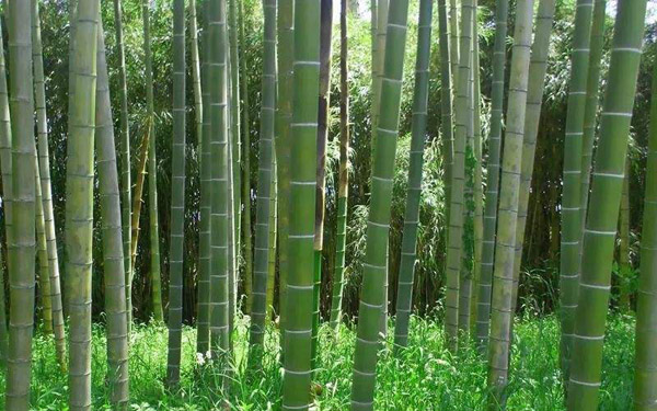竹子的价值和用途有哪些?竹子的用途大全 竹子的价值和用途有哪些?竹子的用途大全