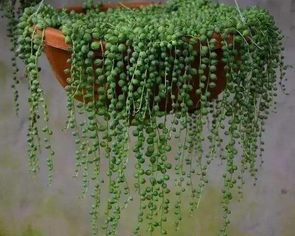 吊兰类的植物有哪些?吊兰哪个品种最漂亮? 吊兰类的植物有哪些?吊兰哪个品种最漂亮?