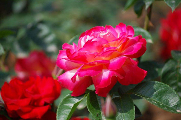 月季花品种有哪些?月季一共多少种品种? 月季花品种有哪些?月季一共多少种品种?