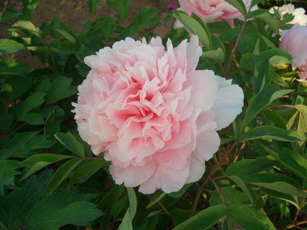 牡丹花什么颜色最贵?哪种牡丹的颜色最好看? 牡丹花什么颜色最贵?哪种牡丹的颜色最好看?